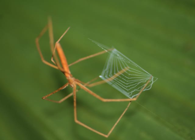 Ogre-Faced Spider