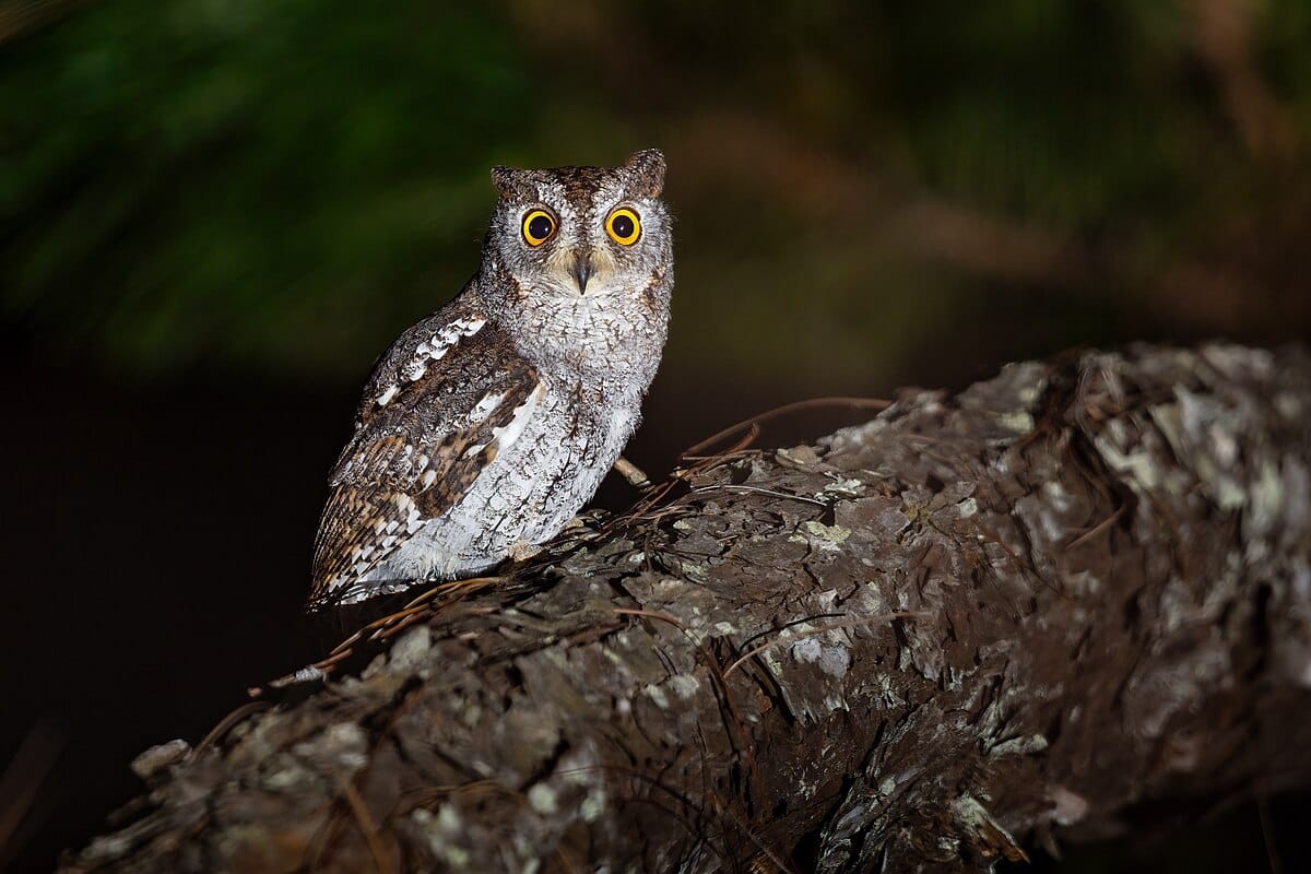 Oriental Scops Owl