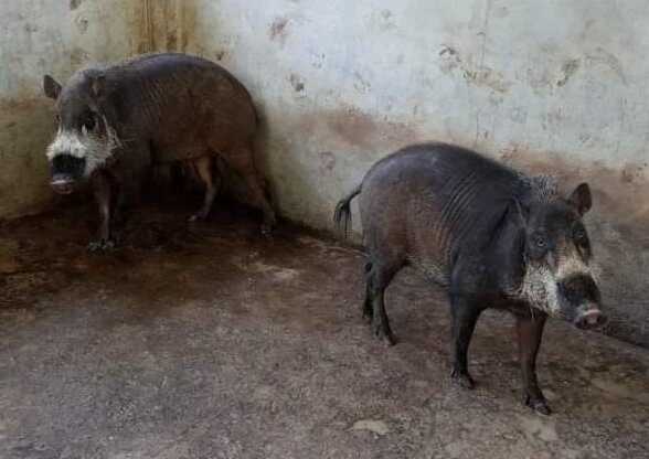 Palawan Bearded Pig