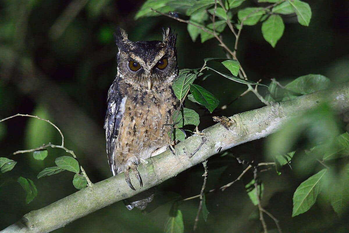 Palawan Scops Owl