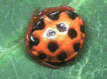 Paraplectana duodecimmaculata