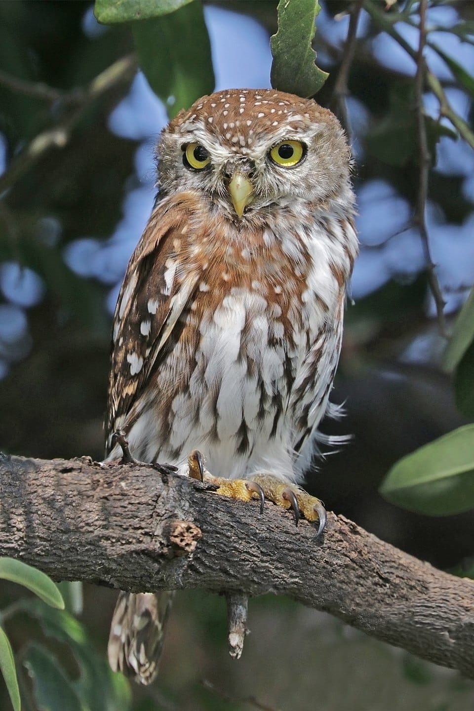 Pearl-spotted Owlet