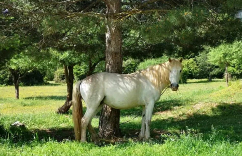Penelek Pony
