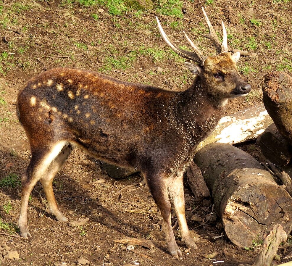 Philippine Spotted Deer