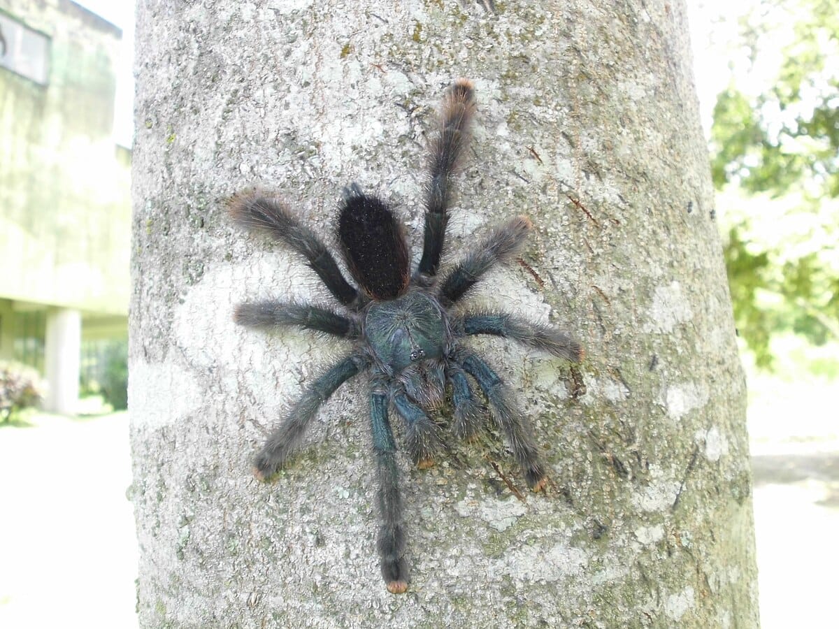 Pink Toe Tarantula