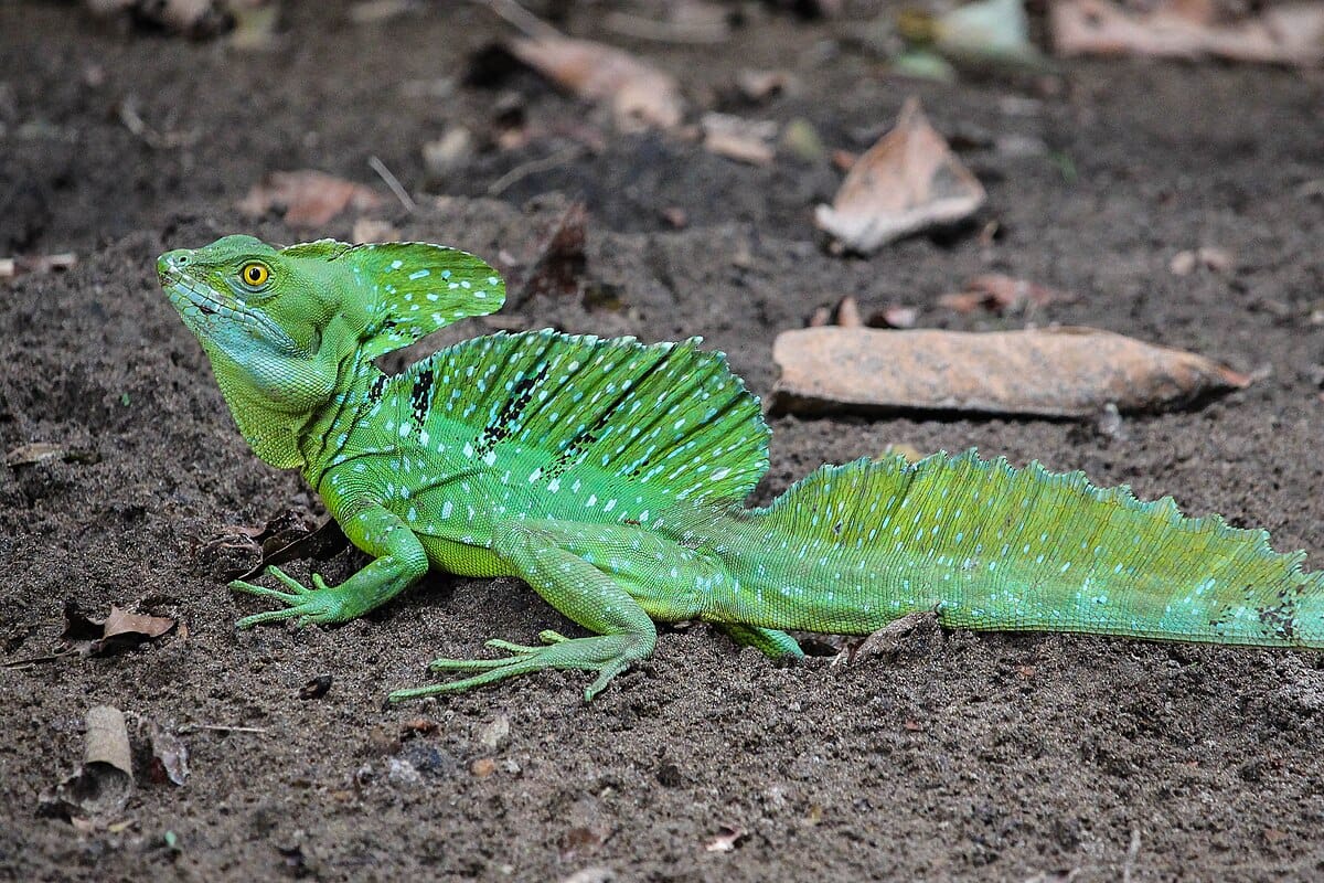 Plumed Basilisk
