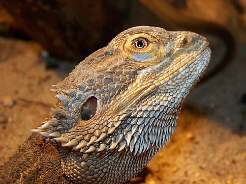 Pogona vitticeps