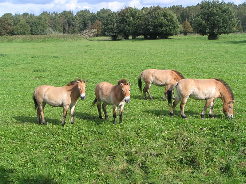 Przewalski’s Mustang Hybrid