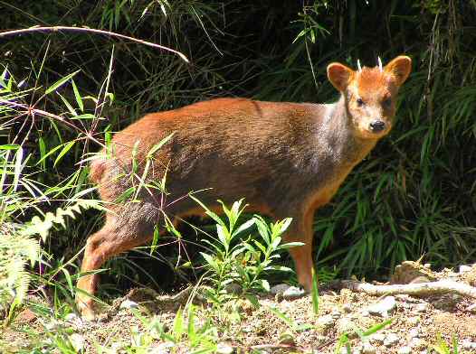 Pudu