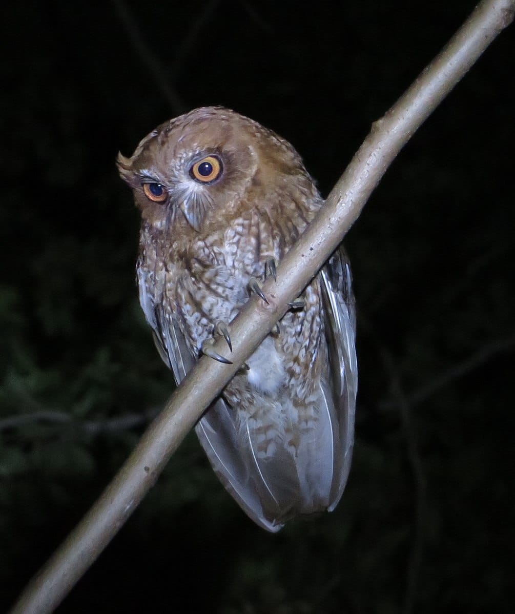Puerto Rican Screech Owl