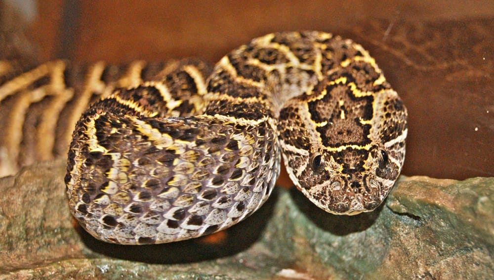 Puff Adder