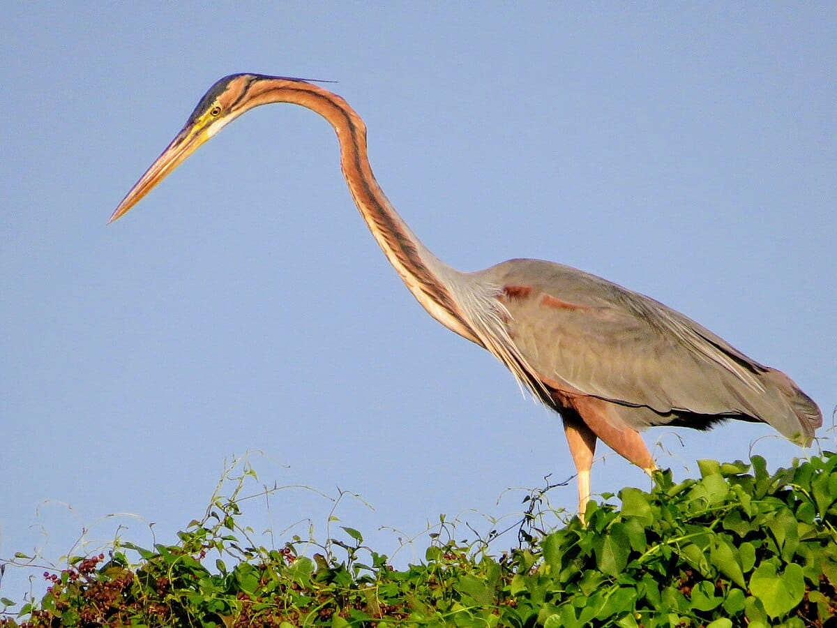 Purple Heron