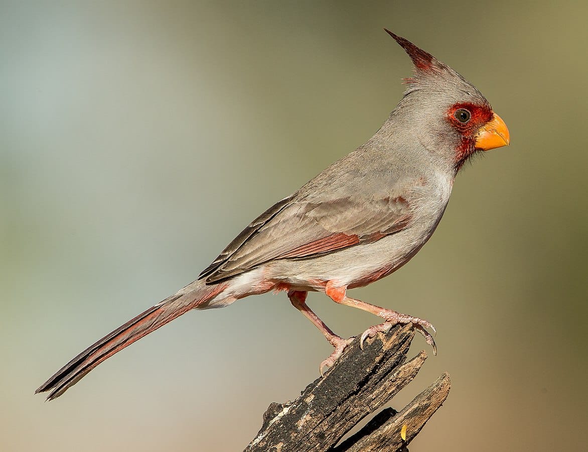 Pyrrhuloxia