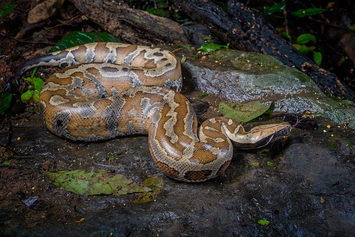Red Blood Python