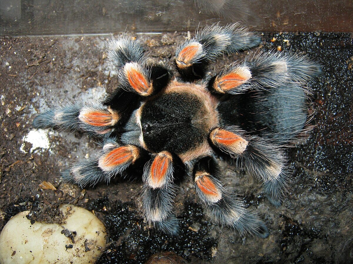 Red-Knee Tarantula