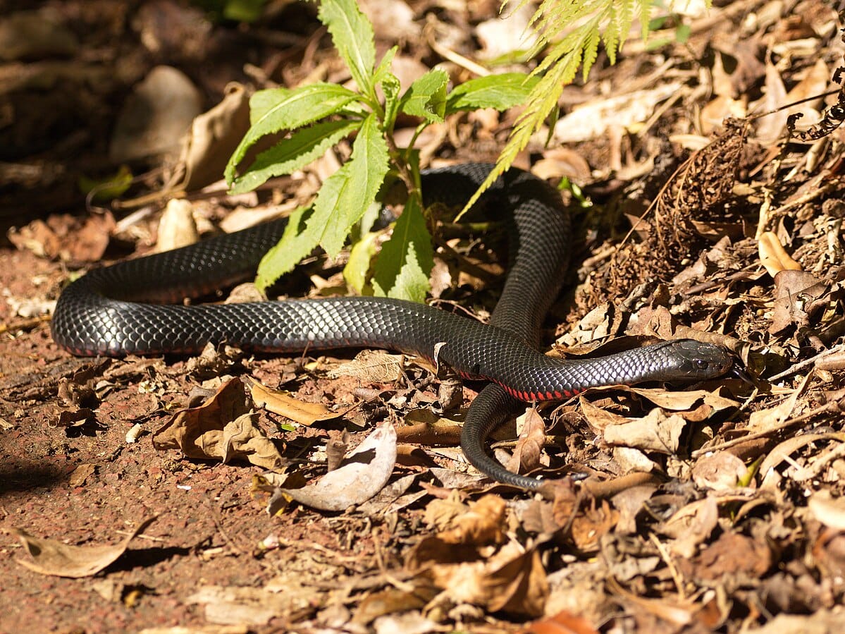 Red-bellied Black Snake