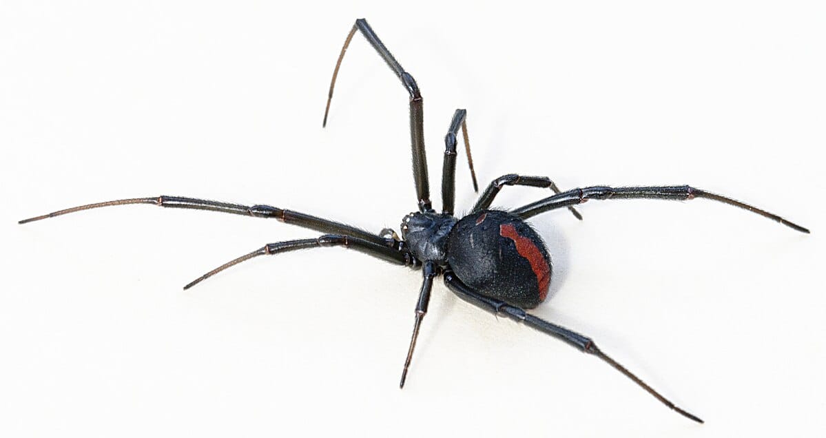 Redback Spider