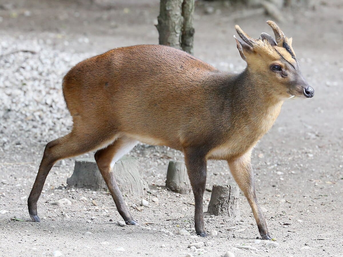 Reeves’s Muntjac