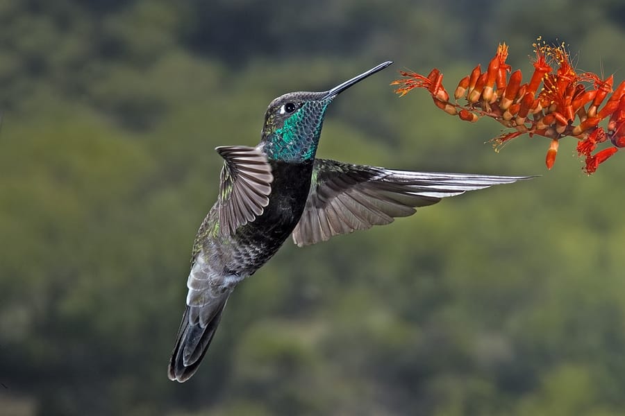 Rivoli’s Hummingbird