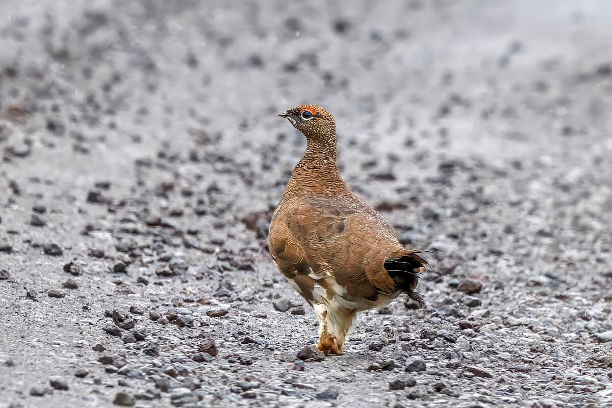 Rock Ptarmigan