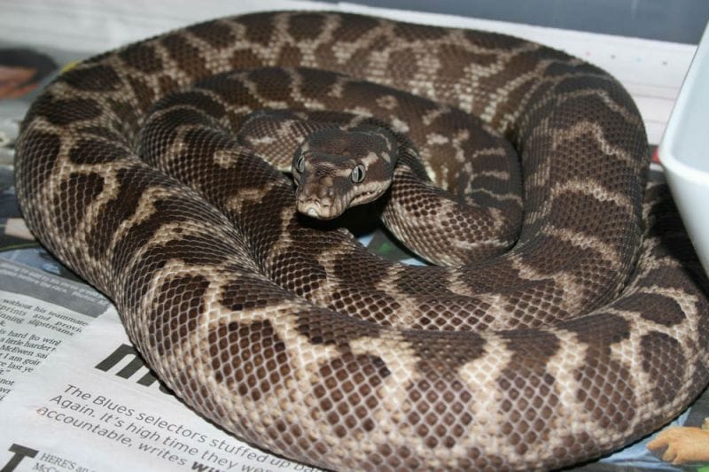 Rough-scaled Python
