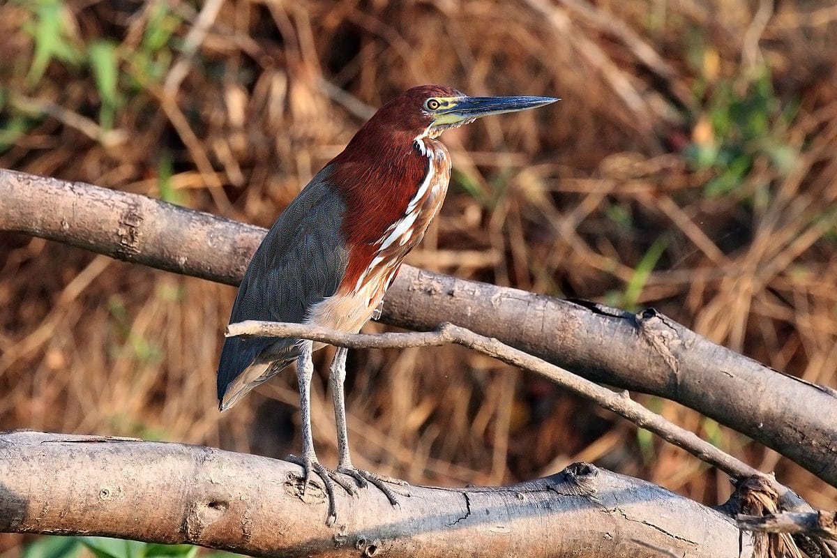 Rufescent Tiger Heron
