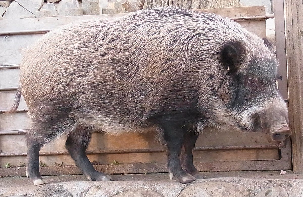 Ryukyu Wild Boar