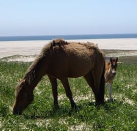 Sable Island Horse
