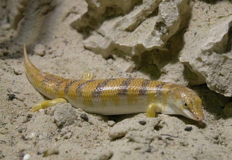 Sandfish Skink