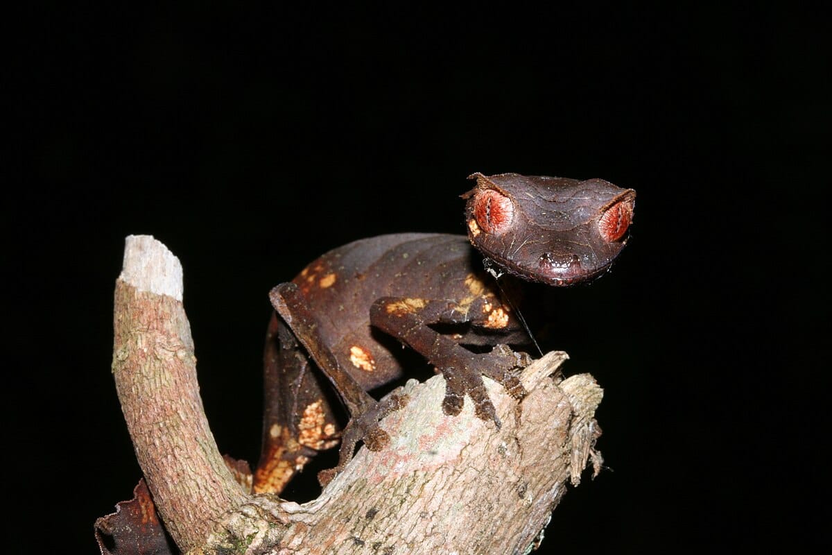 Satanic Leaf-Tailed Gecko