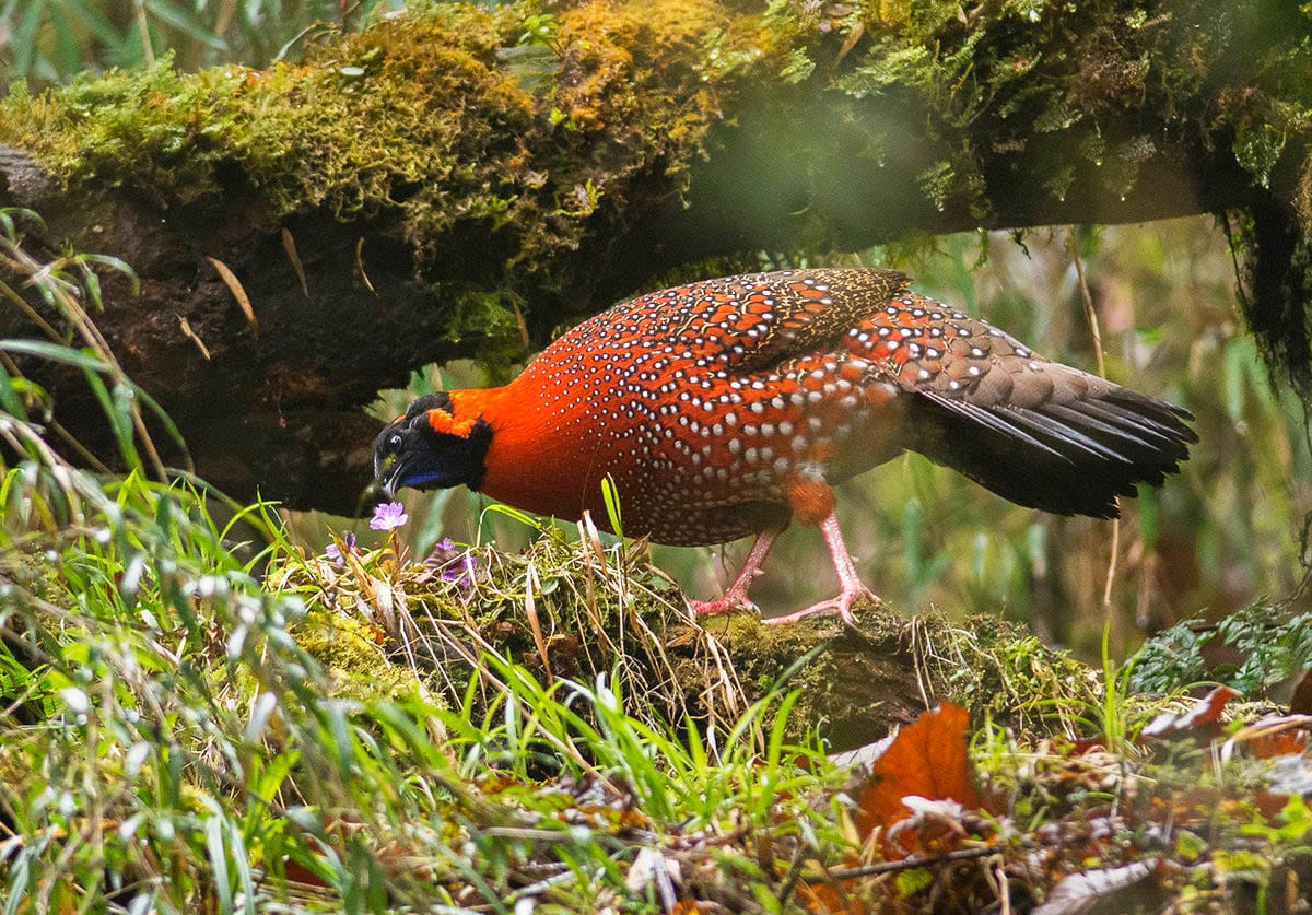 Satyr Tragopan