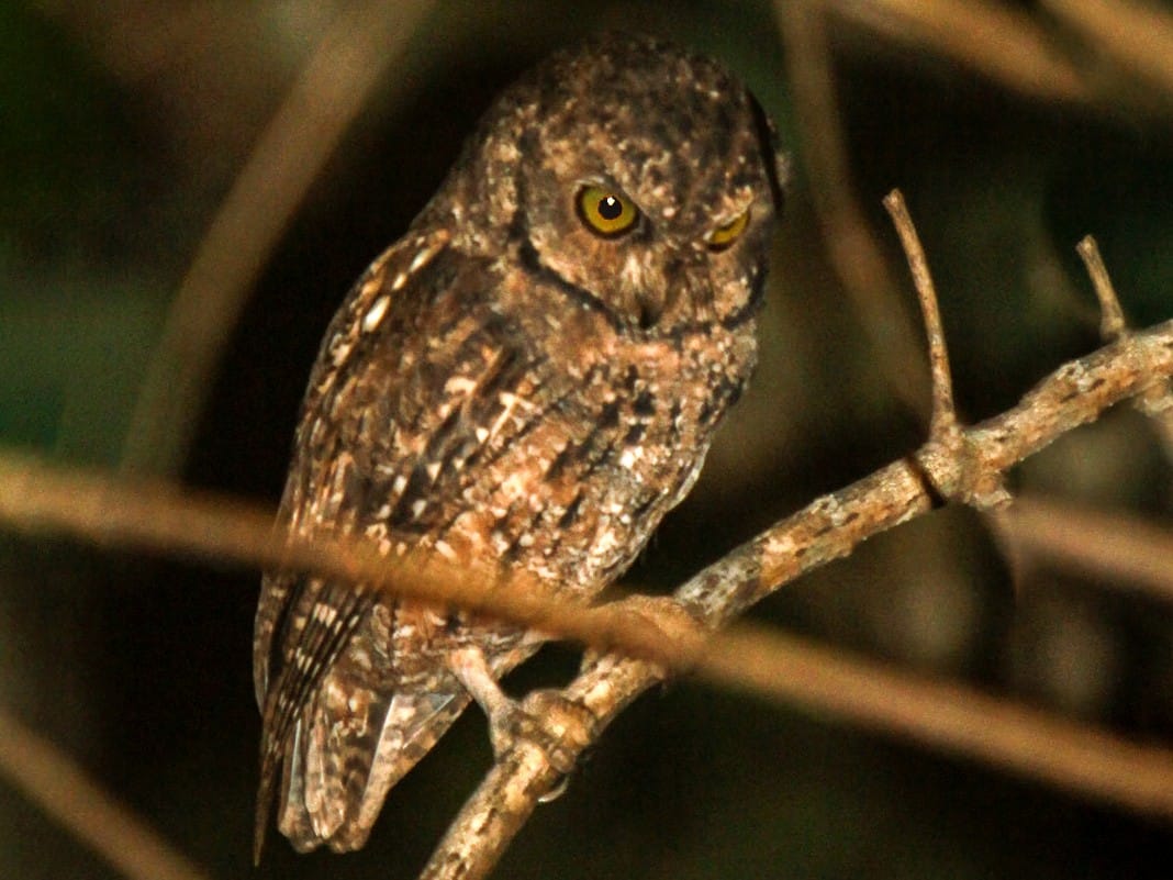 Seychelles Scops Owl