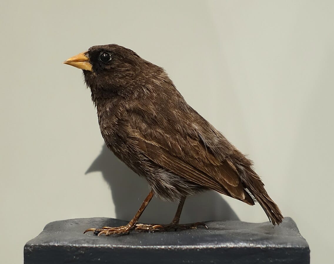 Sharp-beaked Ground Finch