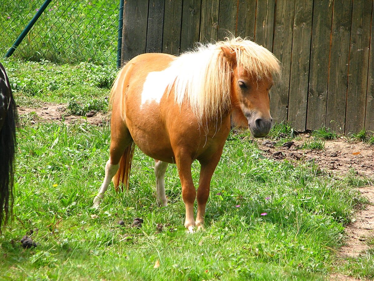 Shetland Pony