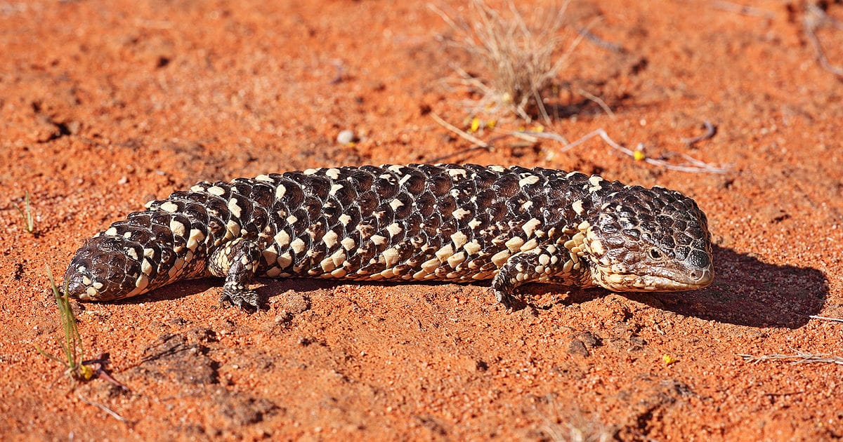Shingleback Lizard