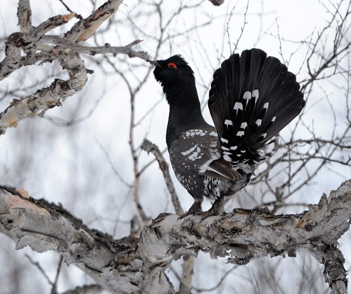 Siberian Capercaillie