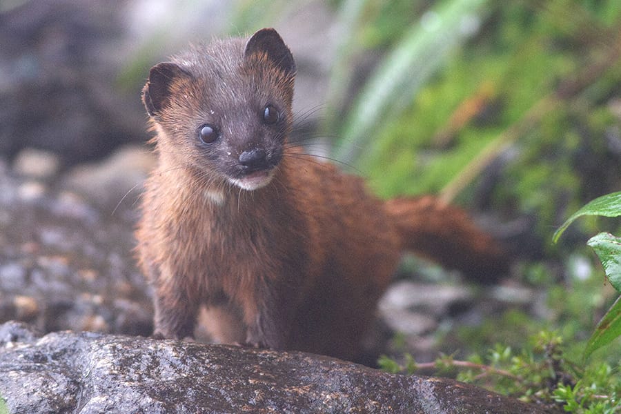 Siberian Weasel