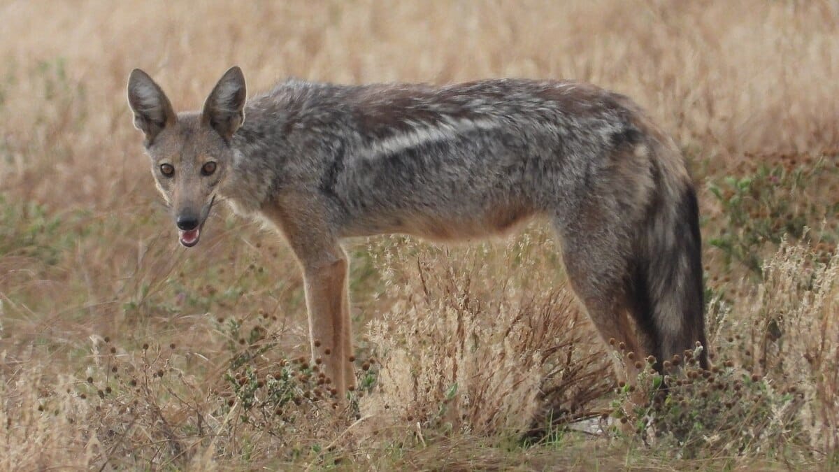 Side-striped Jackal