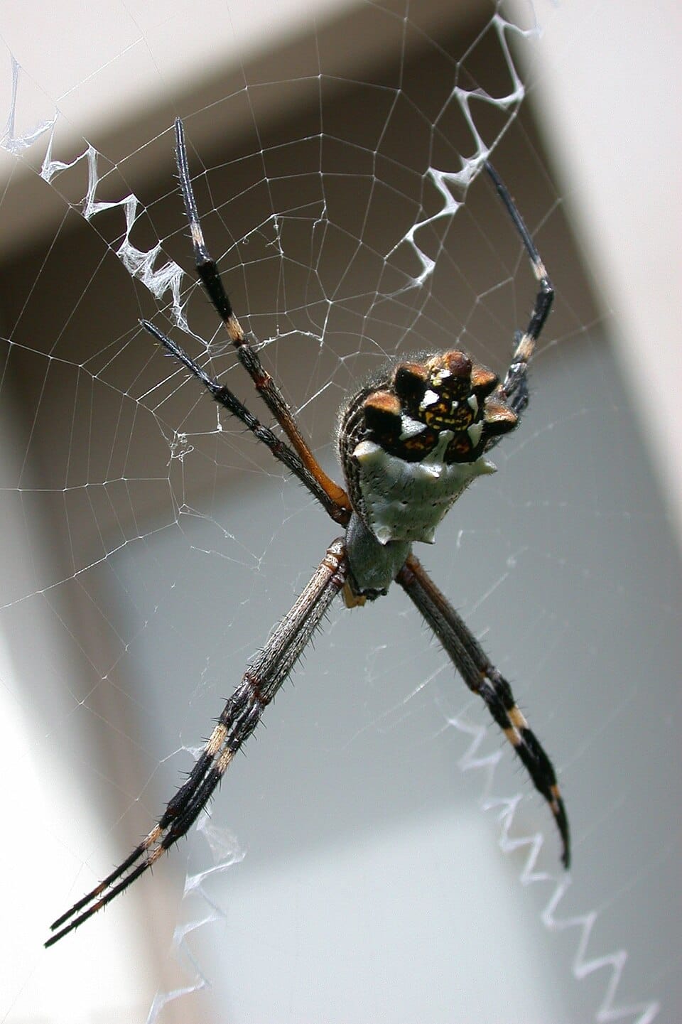 Silver Argiope