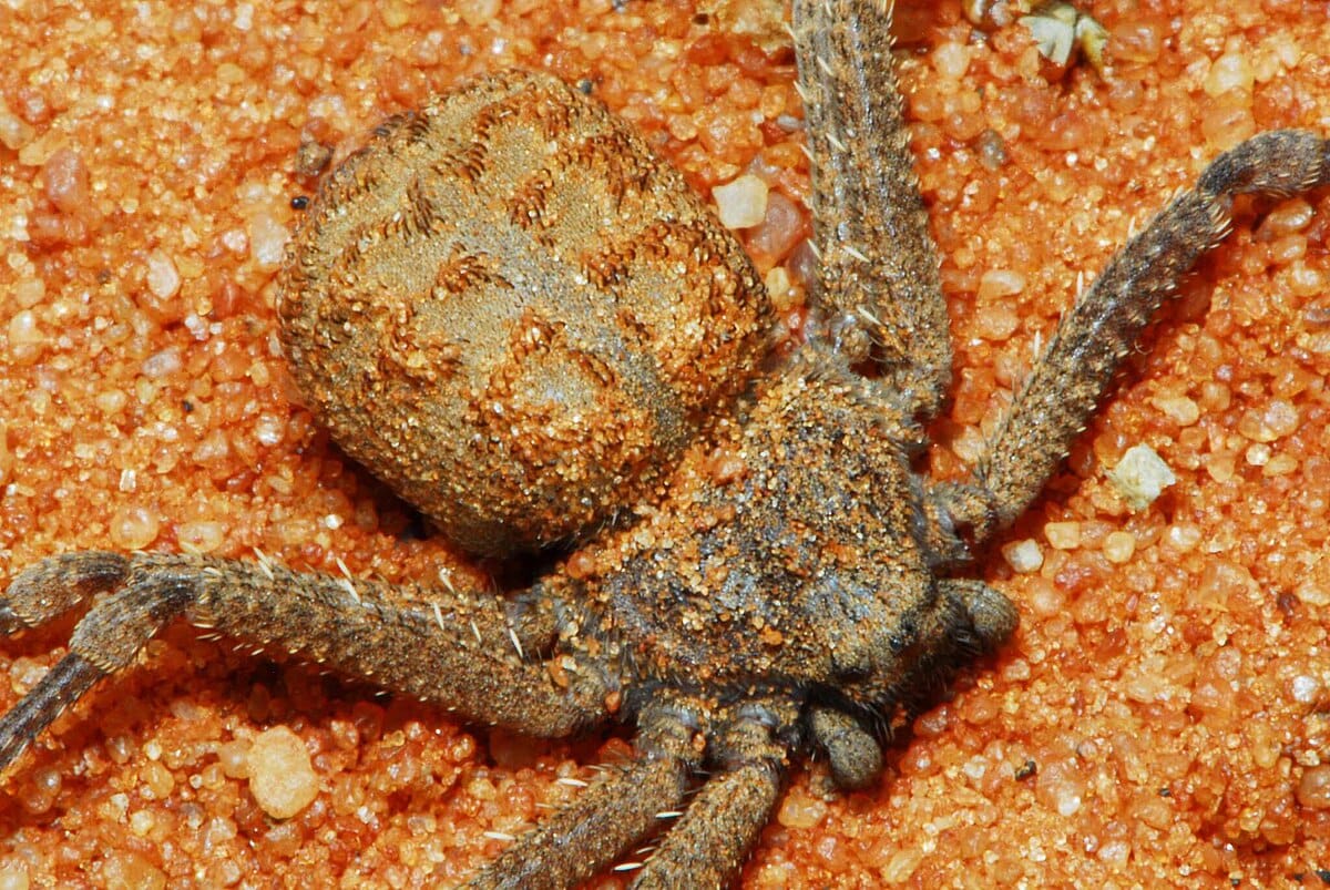 Six-Eyed Sand Spider