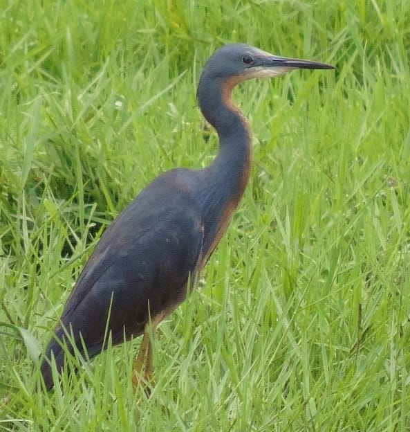 Slaty Egret