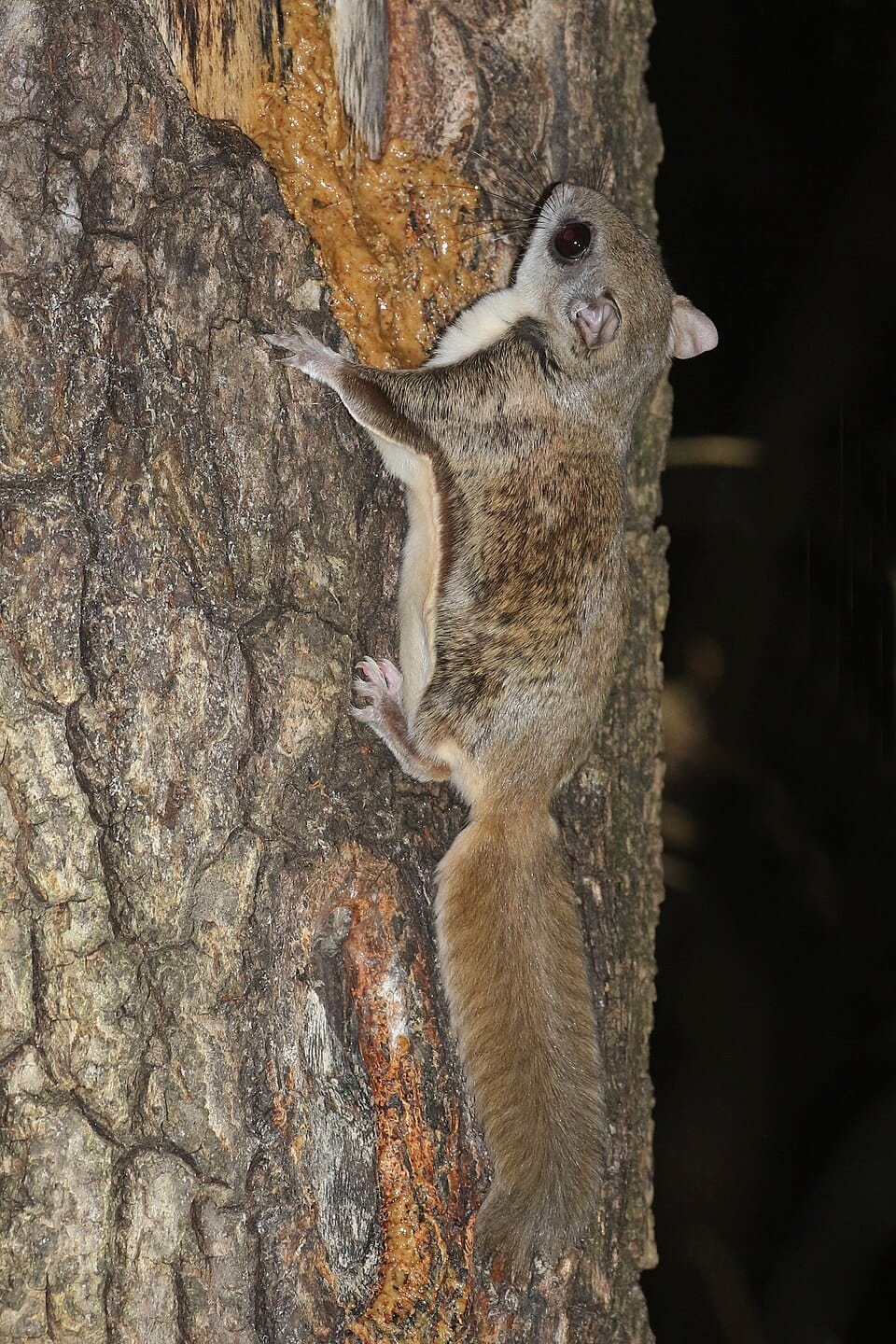 40 Types Of Squirrels Species Identification With Pictures 40 Types Of Squirrels Species Identification With Pictures