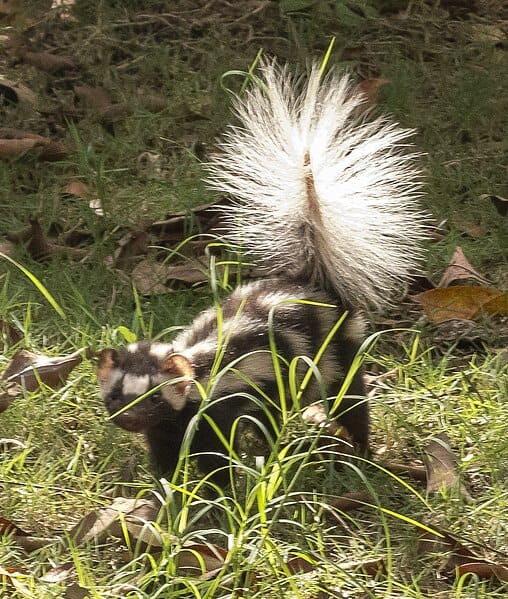 Southern Spotted Skunk