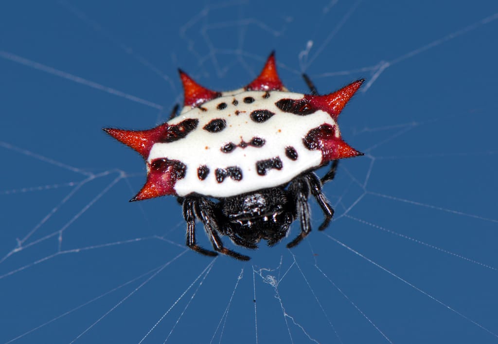 Spiny Orb-Weaver