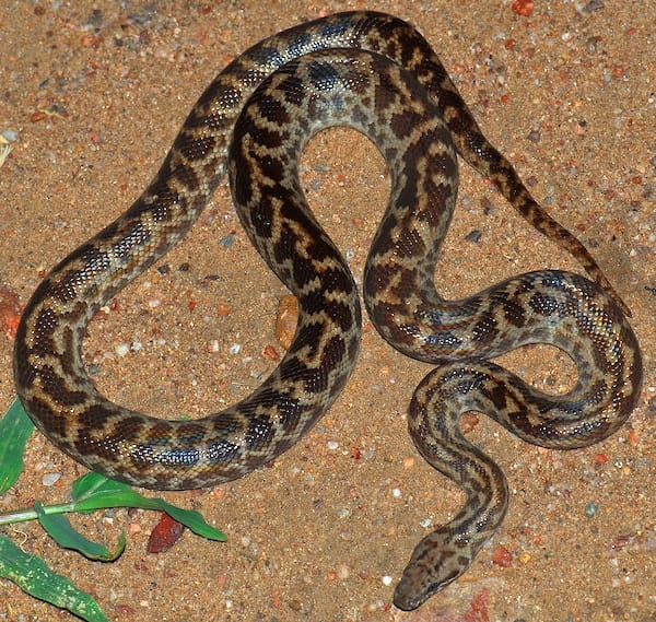 Spotted Python