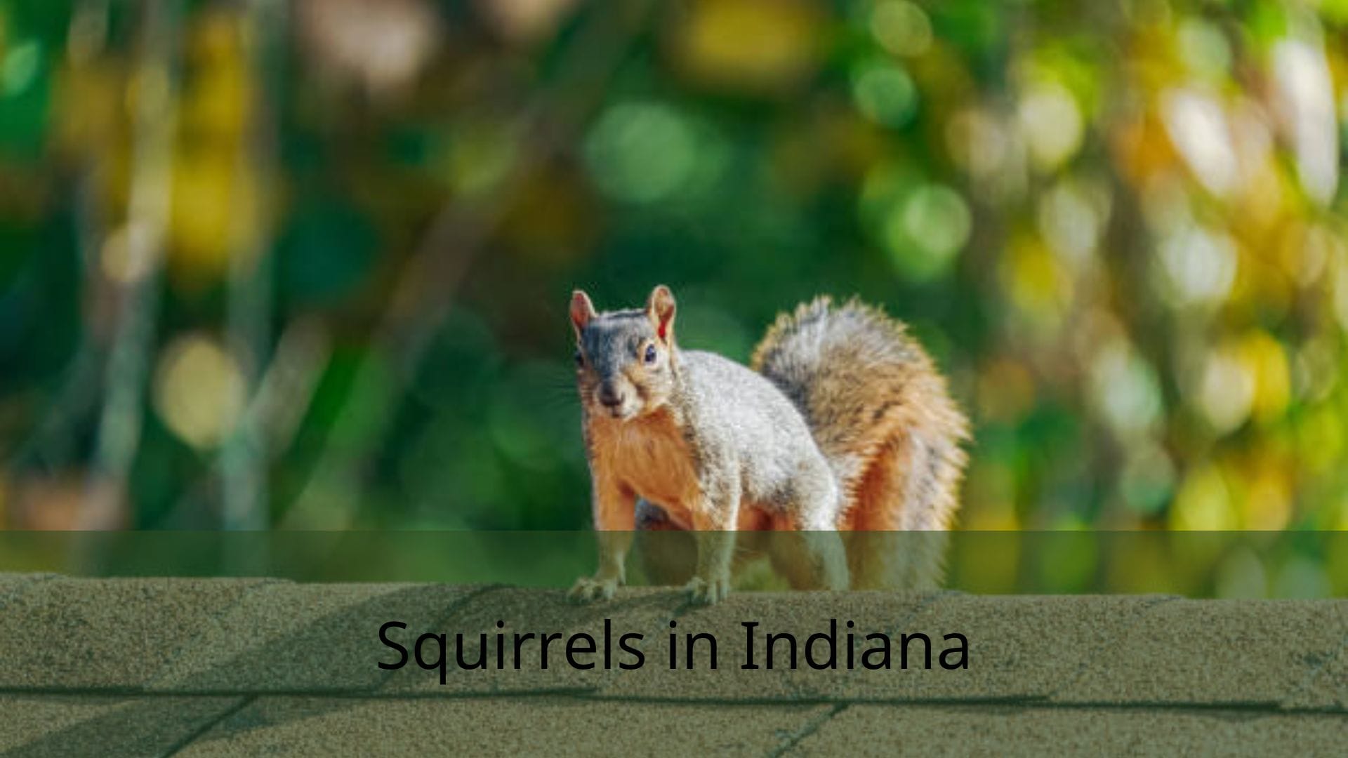 Squirrels-in-Indiana