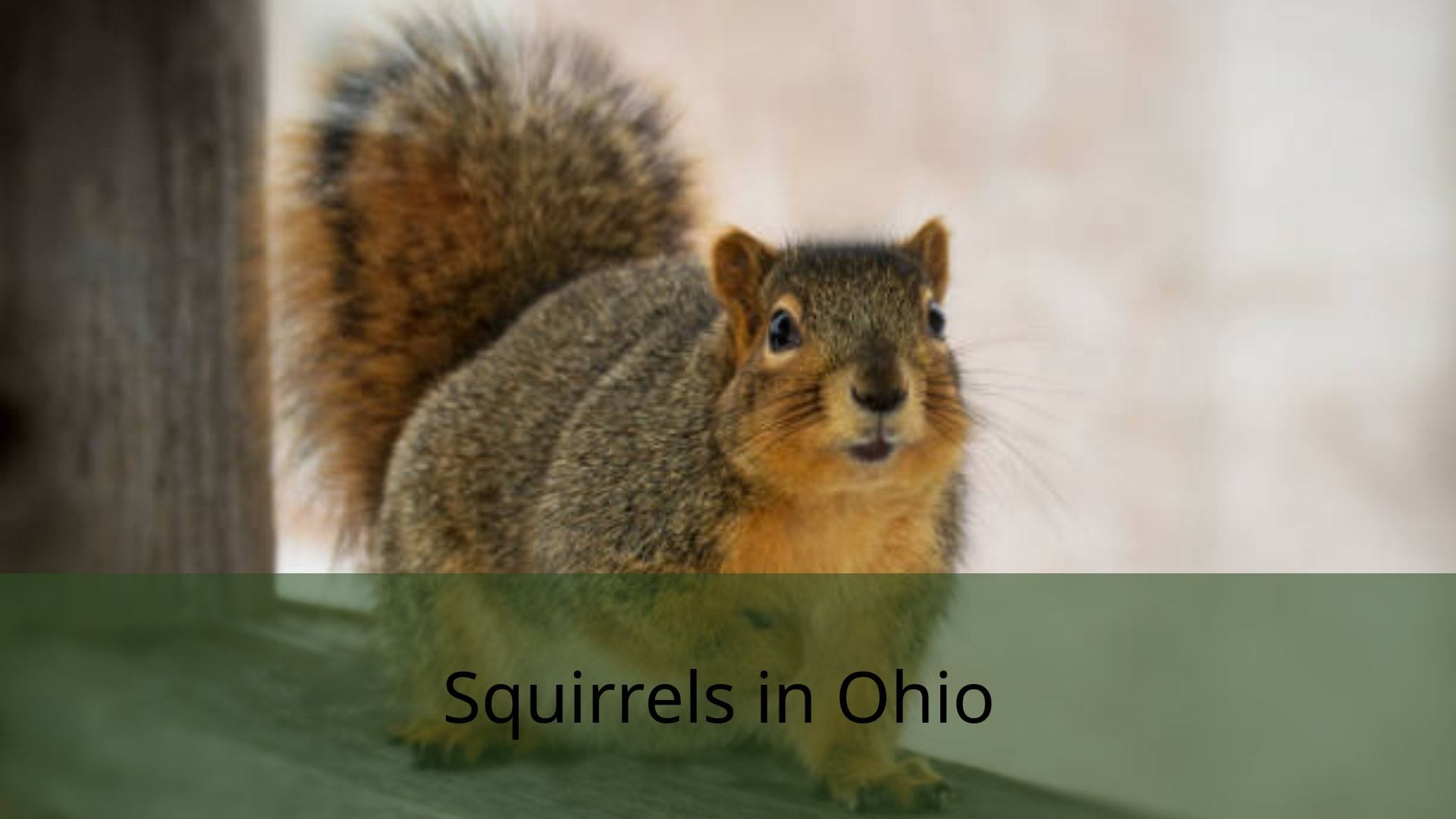 Squirrels-in-Ohio