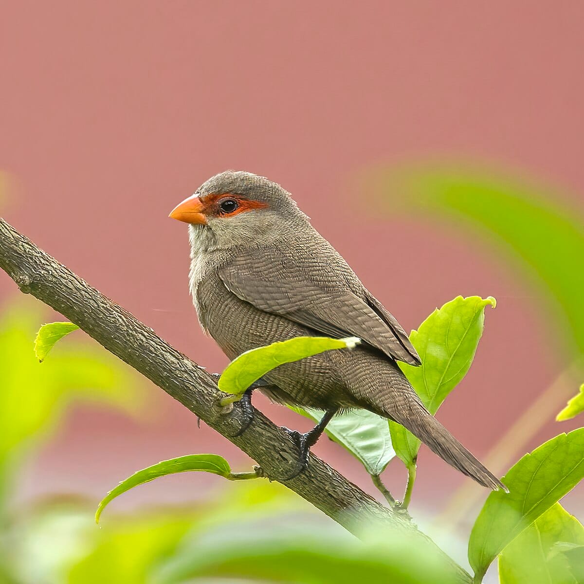St. Helena Waxbill