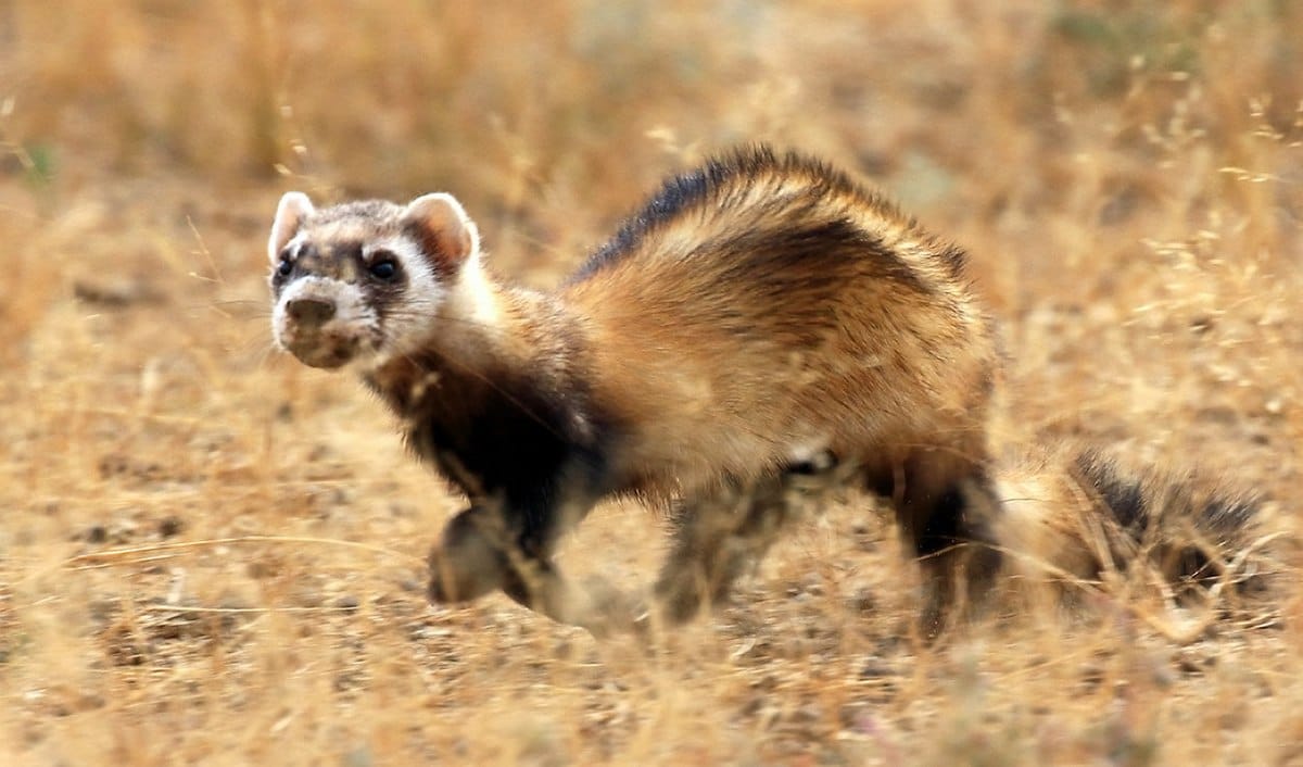 Steppe Polecat
