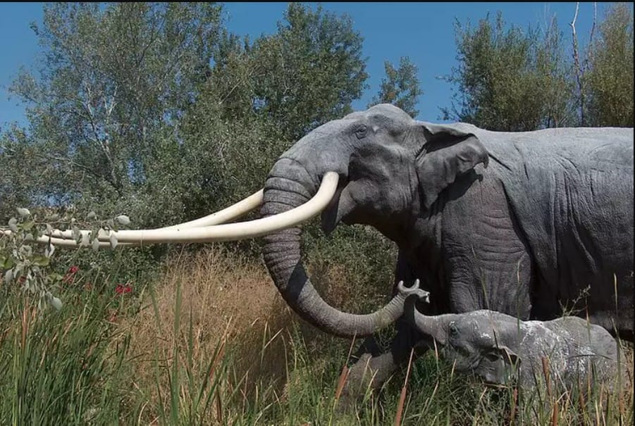 Straight-Tusked Elephant